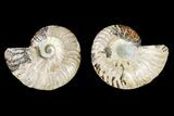 Agatized Ammonite Fossil - Crystal Filled Chambers #145904-1